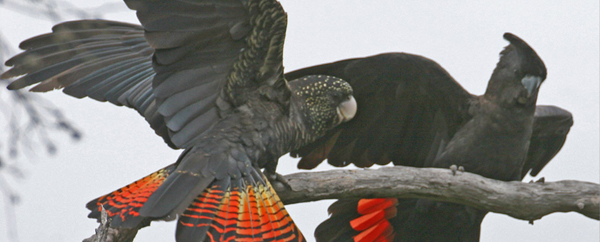 Hello Cocky Australian Cockatoos