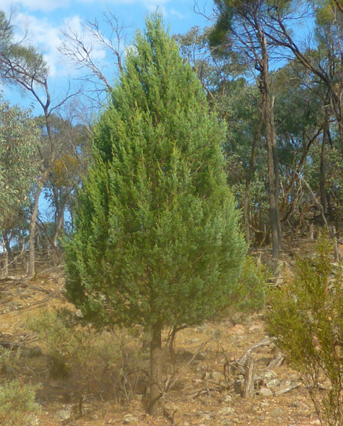 australian trees vi cypress pines australian trees vi cypress pines